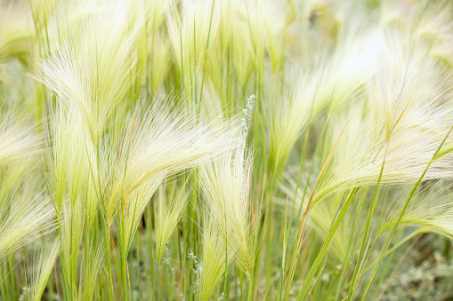 Detail, Close-up of foxtail bareley, wild barley