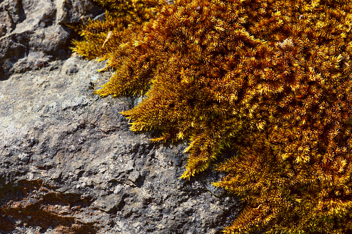 Abstract landscape detail of moss and rock