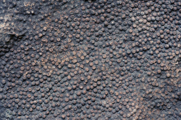 A rock with a lot of holes in it. The holes are small and scattered throughout the rock