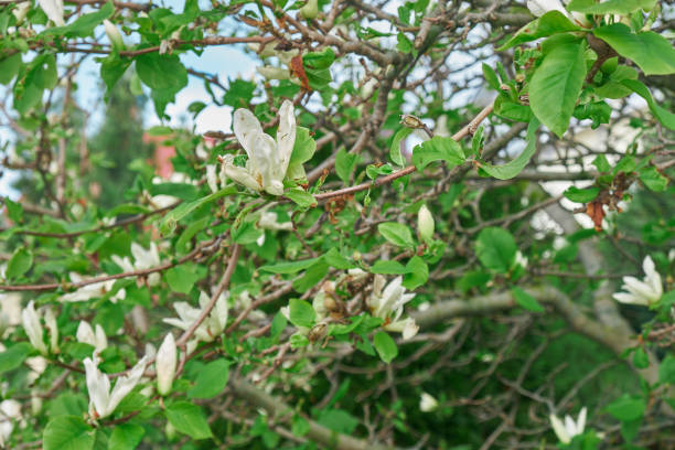 istock White beautiful flowers in the tree backgroung 1406908176