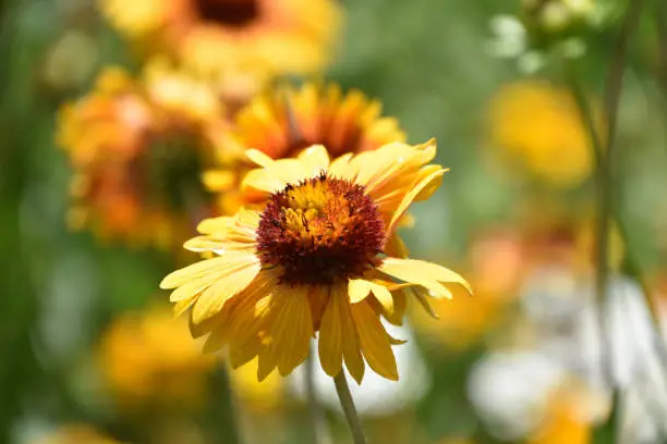 Amazing yellow blanket flower blossom blooming and flowering in a garden.