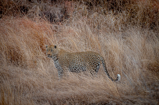Africa wildlife. Leopard, Panthera pardus shortidgei, hidden head portrait in the nice orange grass, big wild cat in the nature habitat, sunny day on the savannah, Khwai Botswana. Wildlife nature.