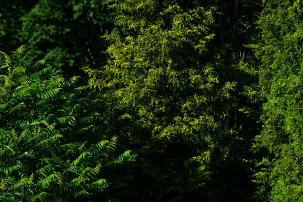 green tree textures and backgrounds - green garden and bushes