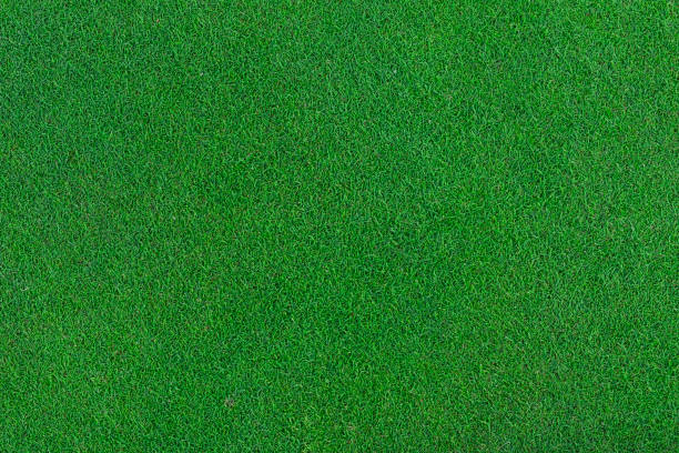 istock Natural green grass background. Horizontal creative theme poster, greeting cards, headers, website and app 1406909011