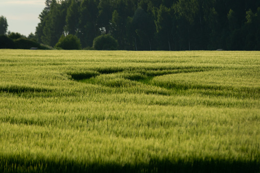 countryside fields in summer with forests in background and clouds above in dramatic sunset