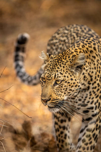 istock Close up of a Leopard's head in Kruger. 1406909134