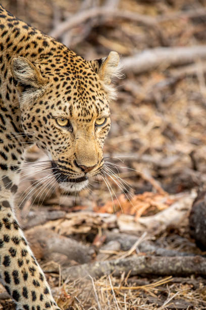 istock Close up of a Leopard's head in Kruger. 1406909656