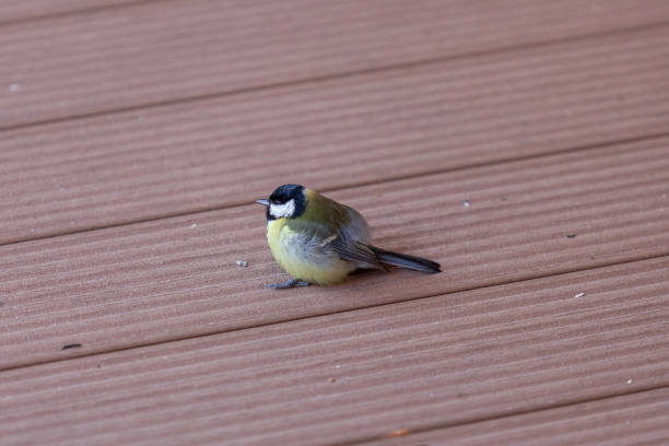 istock Tit sits on boards close-up 1406909670