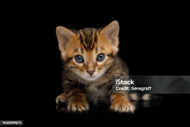 Bengal Kitten On Black Background Stock Photo - Download Image Now - Alertness, Animal, Animal Back