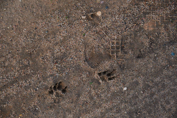 istock Traces on the wet sand dog paw prints 1406909825