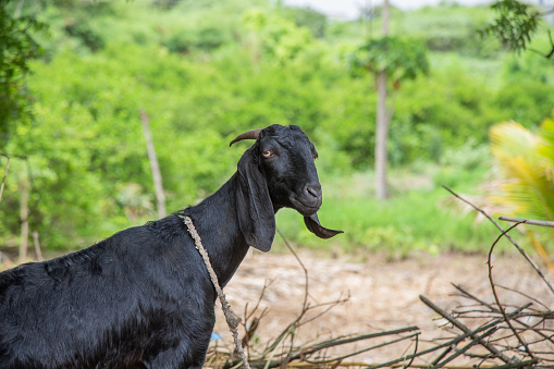 Black Indian goat tied up in a farm