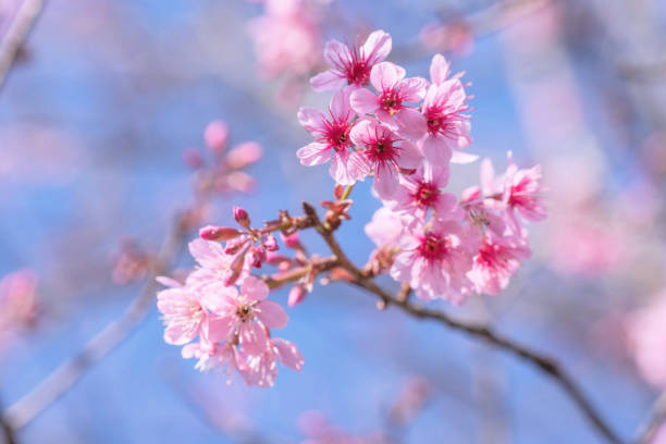 istock Pink Wild Himalayan Cherry blossom with clear blue sky 1406910391