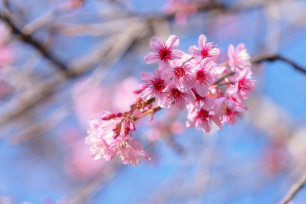 istock Pink Wild Himalayan Cherry blossom with clear blue sky 1406910590