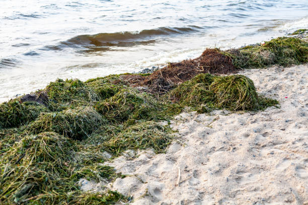istock Green algae lie on sandy beach of river 1406910594