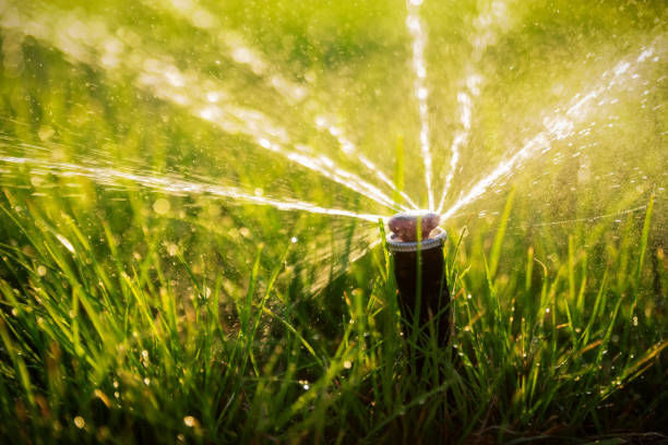istock Automatic sprinkler system watering the lawn at sunset. 1406910768