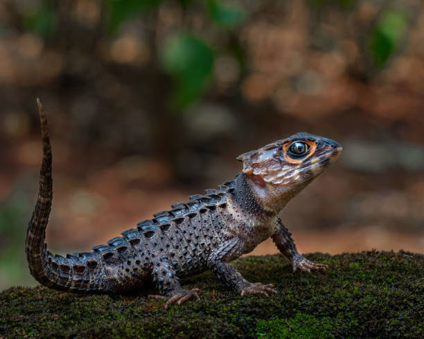 Red Eyed Crocodile Skink