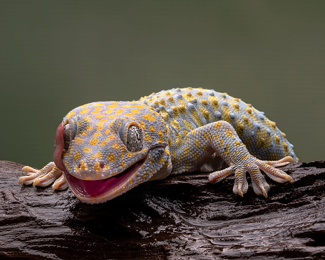Tokay geckos are found across southeast and east Asia.