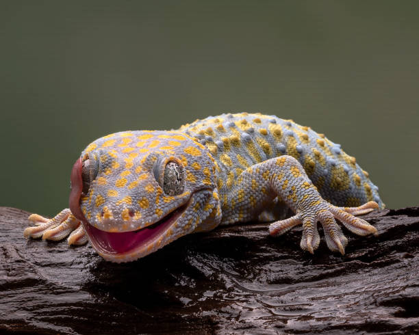 Tokay Gecko Tokay geckos are found across southeast and east Asia. tokay gecko stock pictures, royalty-free photos & images