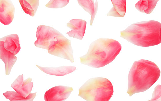 istock Abstract Flower  Pattern. Pink peony flower petals isolated on white background . 1406911774