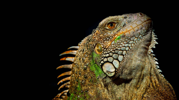 istock lizard, animal, green lizard with black background 1406912209