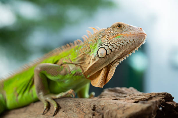 istock lizard, animal, green lizard with blur background 1406912304