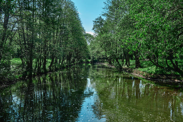 istock Green moss on stones on a river in the very green forrest 1406913147
