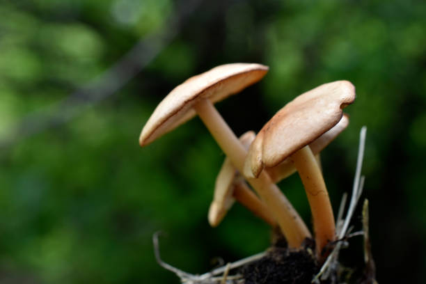 istock White toadstools mushrooms in the garden in summer 1406913195