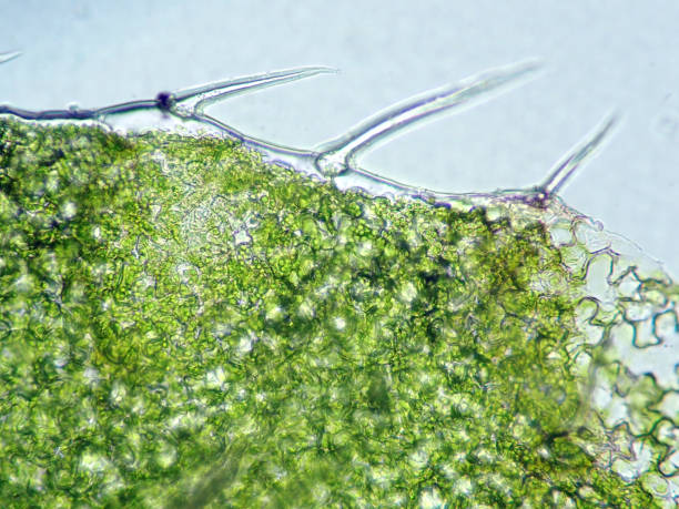istock Micrograph of fern leaves 1406913410