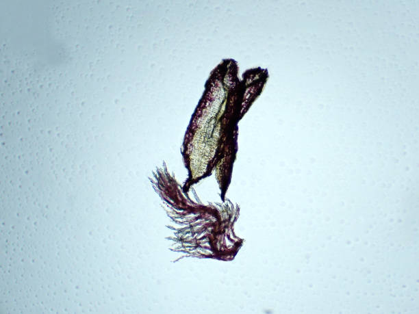 istock Micrograph of crabgrass stamen anther 1406913417