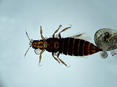 Psocoptera sp. Barklouse Insect. Digitally Enhanced Photograph.