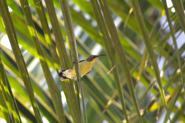 istock A Sunbird building a nest on coconut leaves 1406913735