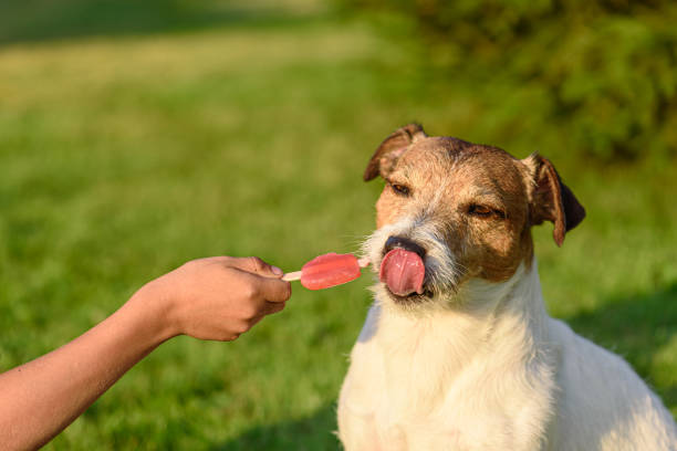 kid donne une friandise à son animal de compagnie. chien léchant le nez après avoir goûté des fruits popsicle rouge - dog eating pets licking photos et images de collection