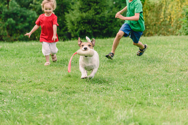 crianças felizes sorrindo brincando de tag com cão pequeno doméstico ao ar livre - puppy dog toy outdoors - fotografias e filmes do acervo