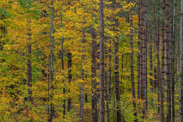 istock Autumn Forest with Maples and Pines 1406915150