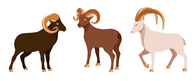 Set of decoration ram or sheep for design postcard and festival invitation. Farm animal with golden horns in different colors. Collection of goats for muslim festival Eid Al Adha. Vector illustration