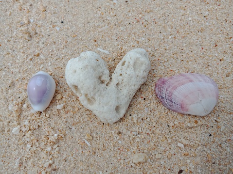 White coral with heart shaped and purple shell