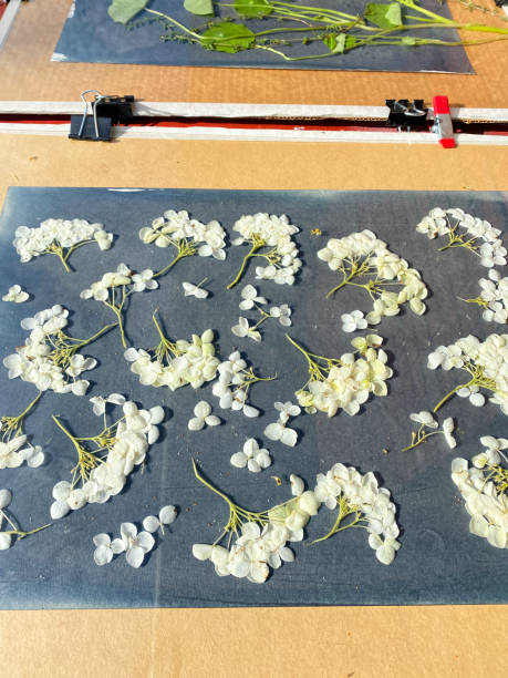 istock Artists Creating A Cyanotype Or Sun print Outdoors On A Sunny day 1406917311