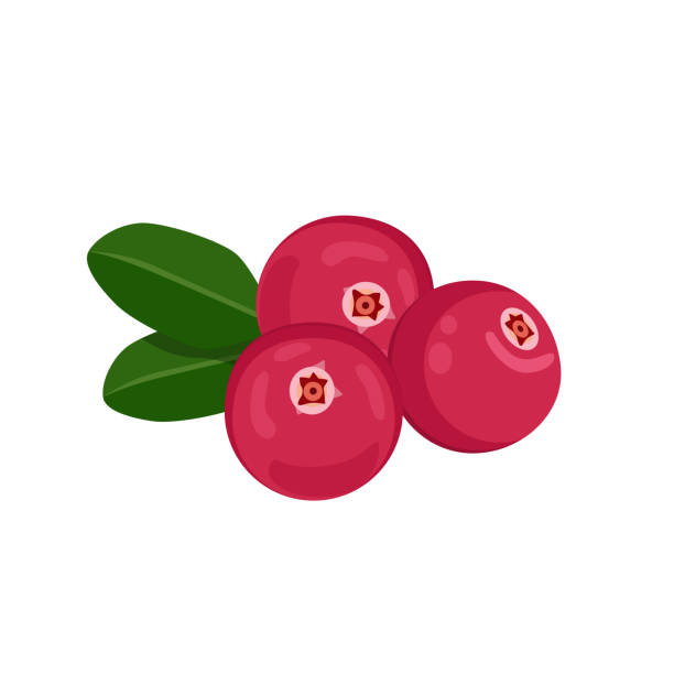 flacher vektor von cranberry isoliert auf weißem hintergrund. - cranberry stock-grafiken, -clipart, -cartoons und -symbole