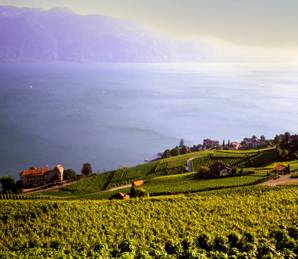 istock Vineyards surrounding Lake Geneva, Switzerland 1406918312