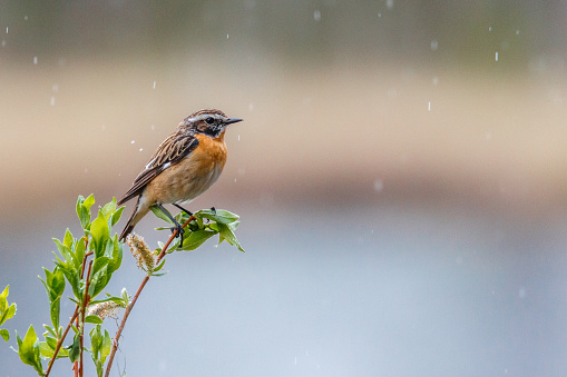 Whinchat, Saxicola rubetra sitting on a bransch in rainfall, Boden County, Norrbotten province, Sweden