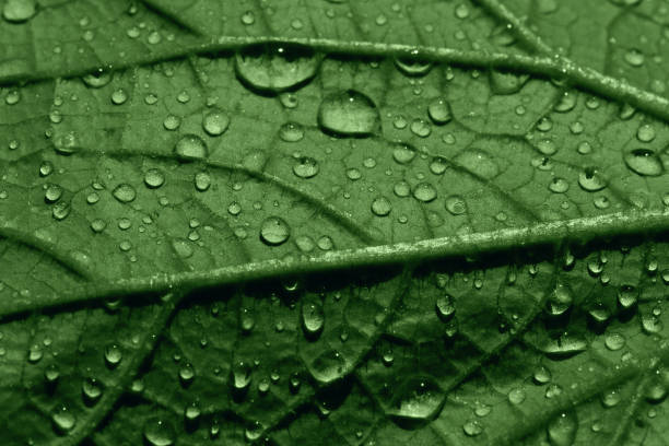 istock green cucumber leaf in water drops, macro 1406918628