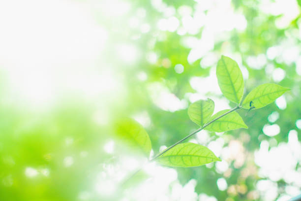 istock Green leave on abstract blur green background. 1406919151