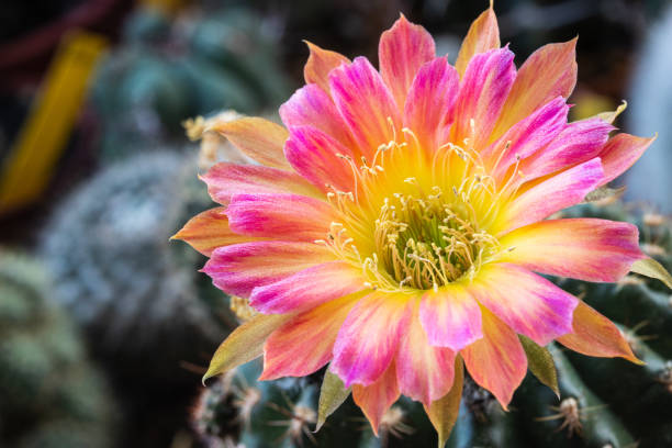istock Blooming of multi color  flower Lobivia cactus 1406919178