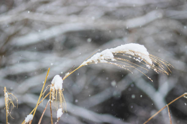 istock Close up  of snow fall on reed grass on white blurred background. 1406919380