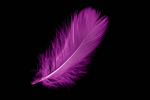istock violet feather goose on a black isolated background 1406919516