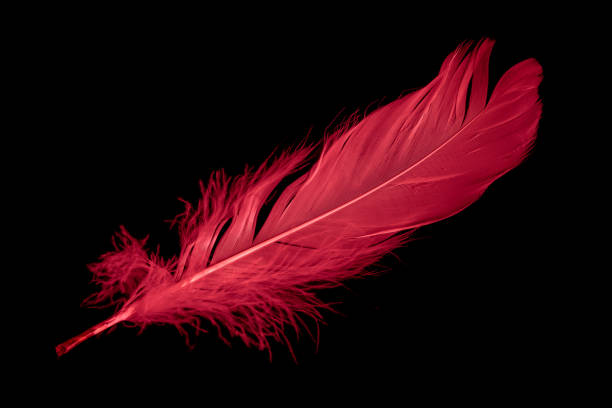 istock a red goose feather on a black isolated background 1406919572
