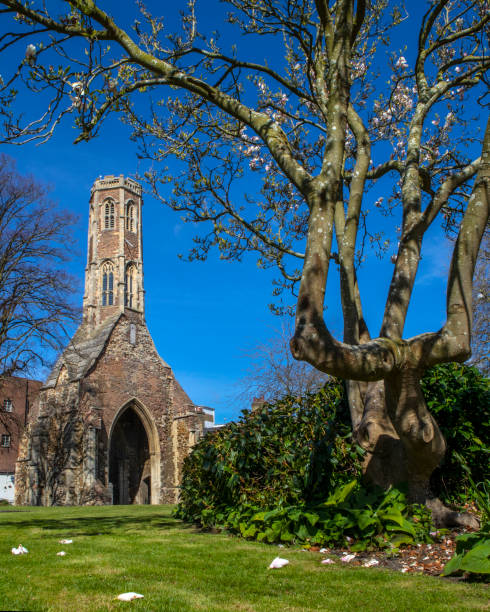 башня грейфрайарс в кингс-линн, норфолк - greyfriars church стоковые фото и изображения