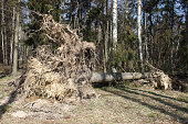 tree in the forest felled by a hurricane