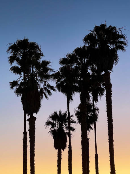 istock Palm Trees in Silhouette with Colorful Sky 1406920962