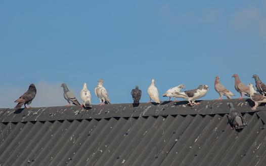 Different type of pigeons on a village roof. stock photo